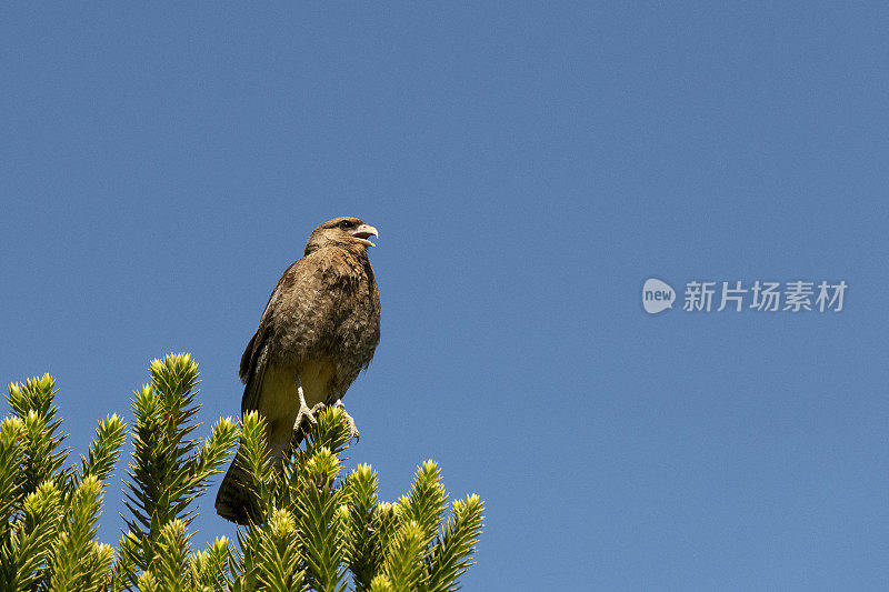 Chimango Caracara (Milvago ximango)